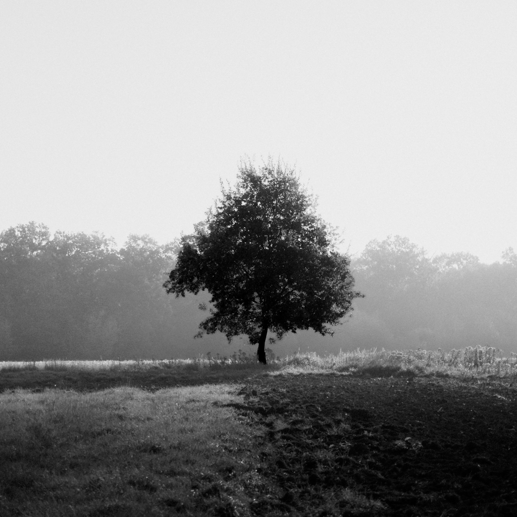 Monochromatyczne kwadraty - Drzewo na polu