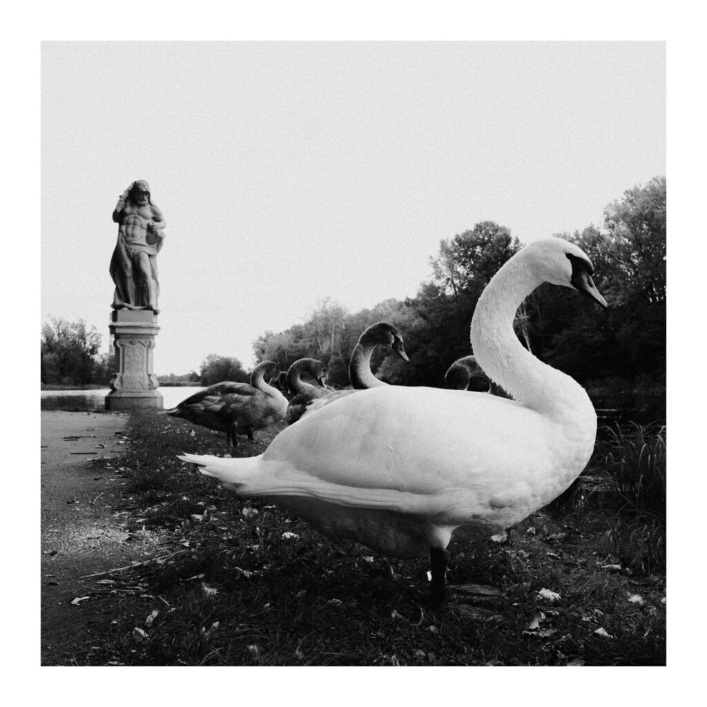 Ricoh GR IV - Łabędzie w Wilanowie