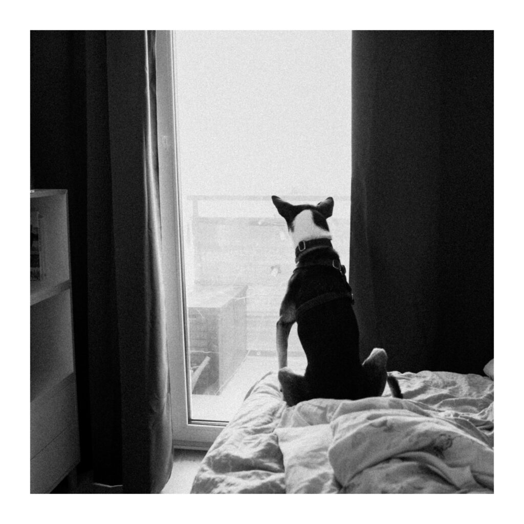 Ricoh GR IV - Żelka