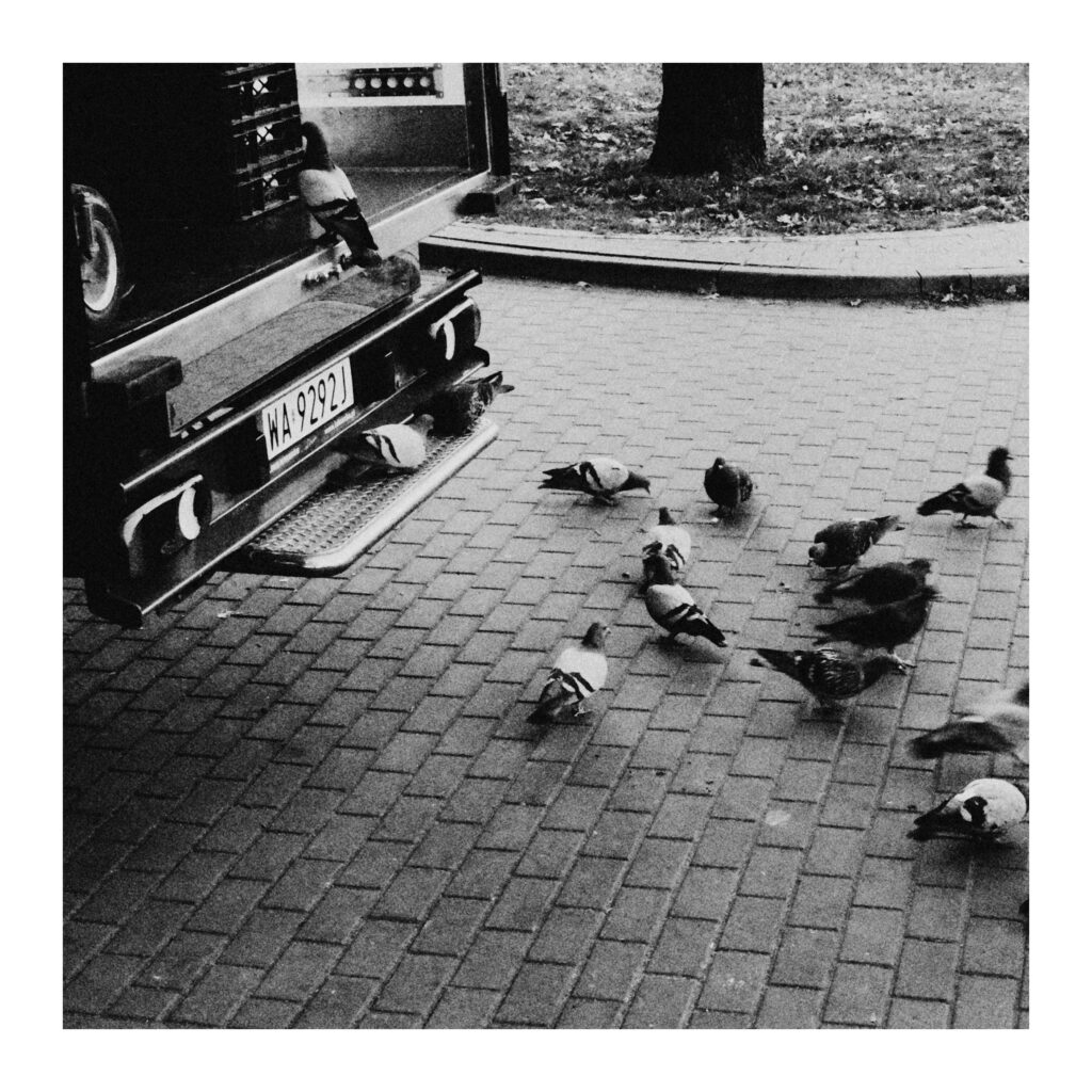 Ricoh GR IV - gołębie czekające na okruszki z pieczywa